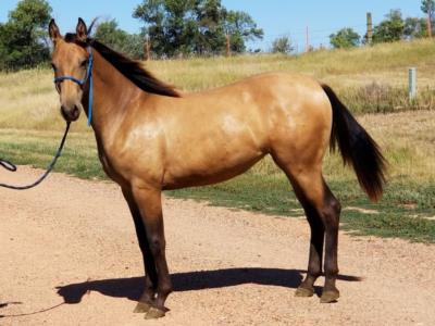 Top Gun Mulan JW <BR> AQHA 5947386